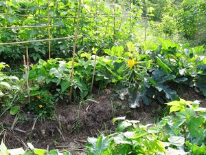 farmaci naturali